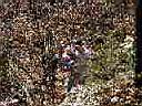 woods 1.JPG